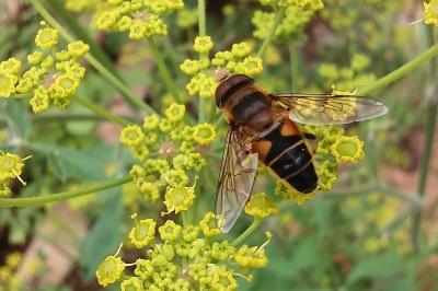 <i>Eristalis tenax</i>