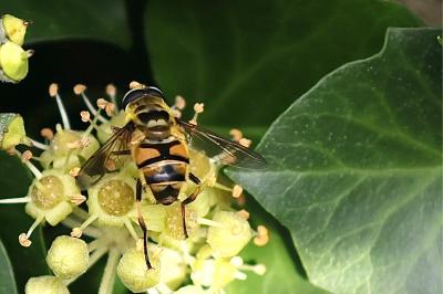 <i>Myathropa florea</i>