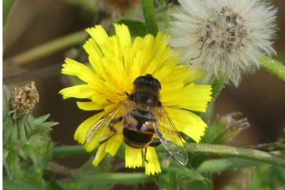 <i>Eristalis tenax</i>