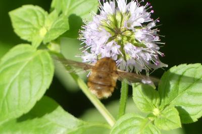 <i>Bombylius</i>