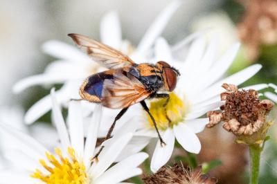 <i>Phasia aurigera</i>