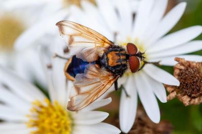 <i>Phasia aurigera</i>