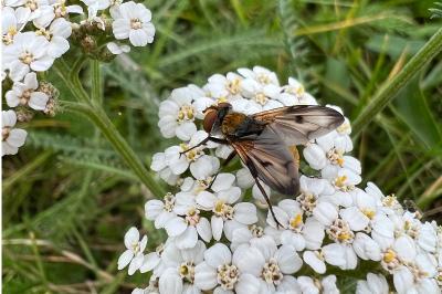 <i>Ectophasia crassipennis</i>