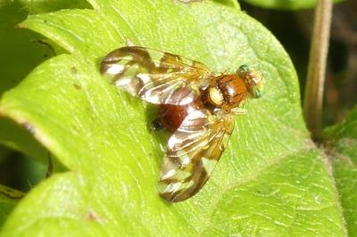 <i>Euleia heraclei</i>