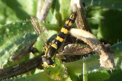 <i>Sphaerophoria scripta</i>