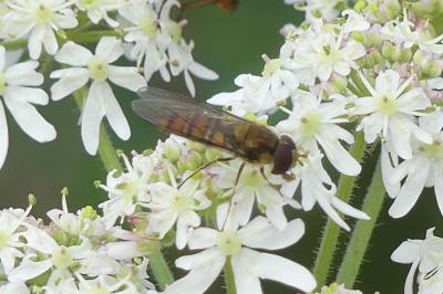 <i>Episyrphus balteatus</i>
