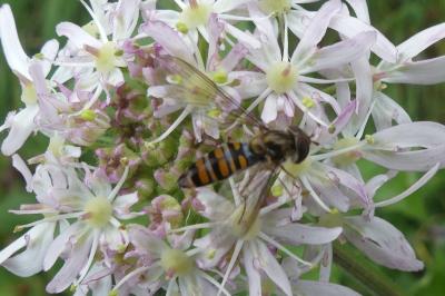 <i>Episyrphus balteatus</i>