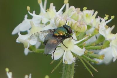 <i>Lucilia</i>