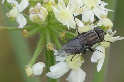 Stomorhina lunata