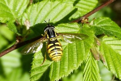 <i>Chrysotoxum cautum</i>