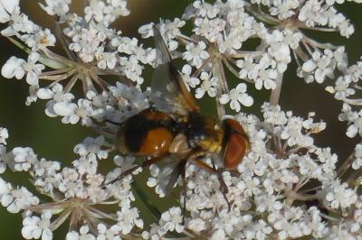 <i>Ectophasia crassipennis</i>
