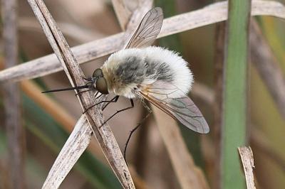 <i>Bombylius minor</i>