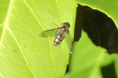 <i>Episyrphus balteatus</i>
