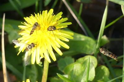<i>Episyrphus balteatus</i>