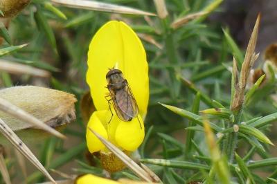 <i>Episyrphus balteatus</i>