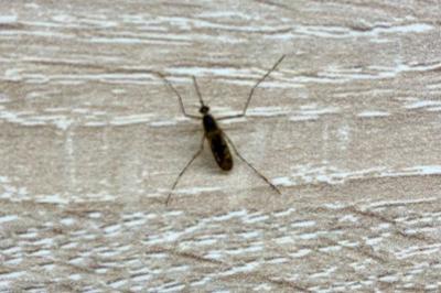 <i>Culex pipiens</i>
