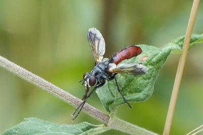 <i>Cylindromyia bicolor</i>