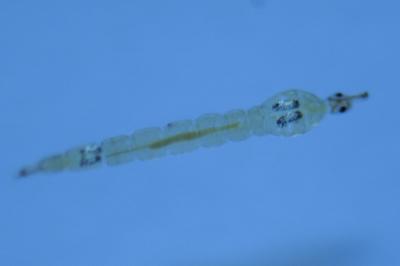 <i>Chaoborus</i>