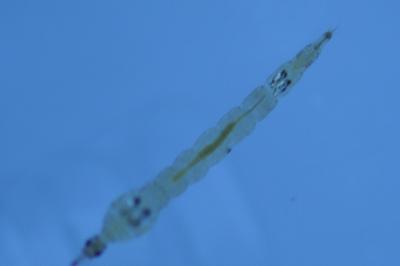 <i>Chaoborus</i>