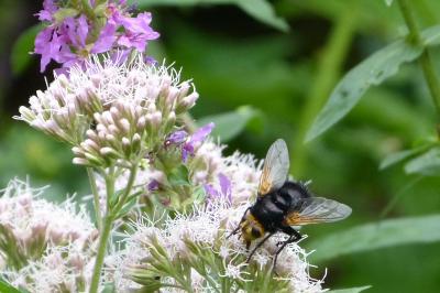<i>Tachina grossa</i>