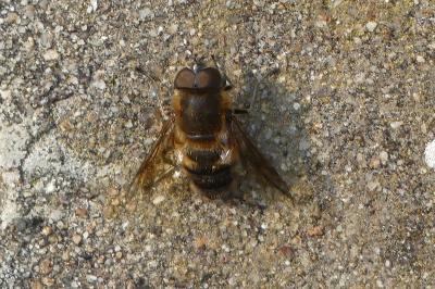 <i>Eristalis tenax</i>