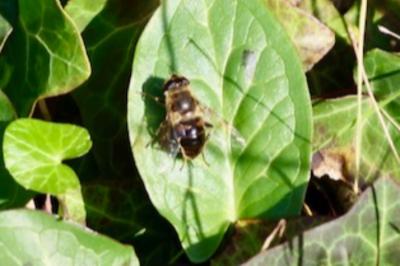 <i>Eristalis</i>
