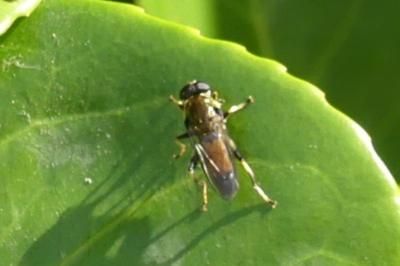 <i>Xylota segnis</i>