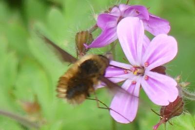 <i>Bombylius major</i>