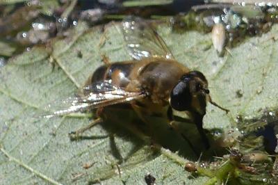 <i>Eristalis</i>