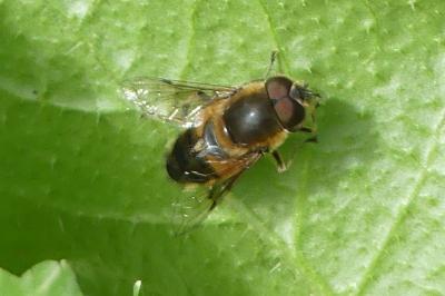 <i>Eristalis tenax</i>