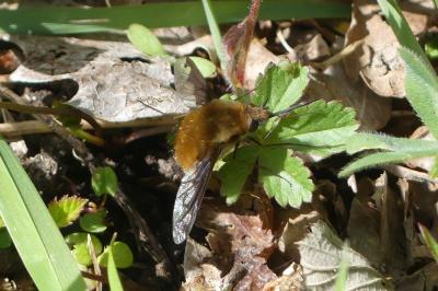 <i>Bombylius major</i>