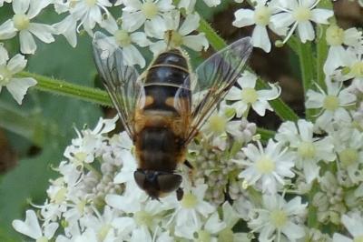 <i>Eristalis tenax</i>