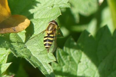 <i>Syrphus</i>