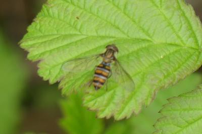 <i>Episyrphus balteatus</i>