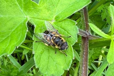 <i>Myathropa florea</i>