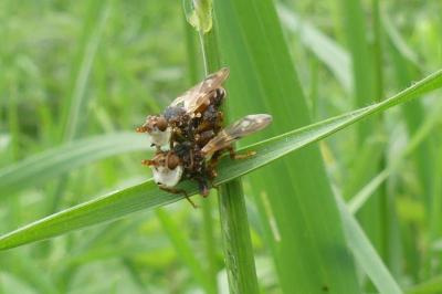 <i>Myopa tessellatipennis</i>