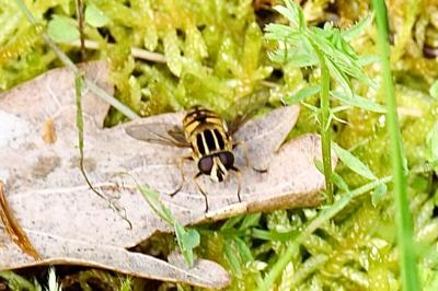<i>Helophilus pendulus</i>