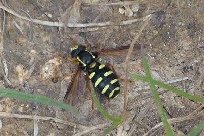 <i>Philhelius citrofasciatus</i>