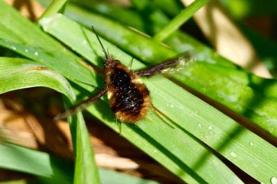 <i>Bombylius major</i>