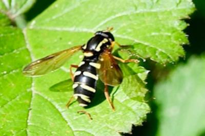 <i>Philhelius citrofasciatus</i>