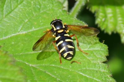 <i>Philhelius citrofasciatus</i>