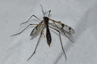 <i>Ptychoptera</i>