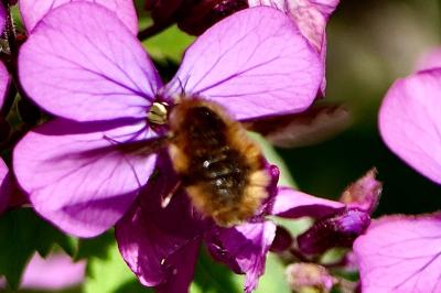 <i>Bombylius major</i>
