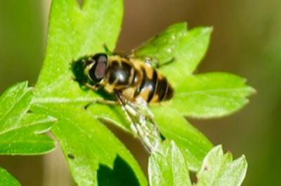 <i>Myathropa florea</i>