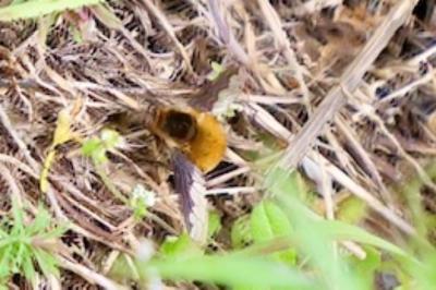<i>Bombylius major</i>