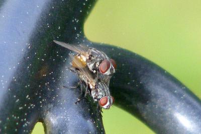 <i>Musca autumnalis</i>