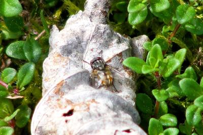 <i>Musca autumnalis</i>