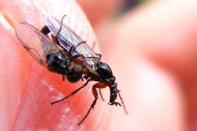 <i>Dilophus antipedalis</i>