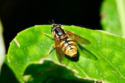 <i>Chrysotoxum</i>
