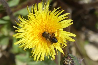<i>Eristalis tenax</i>